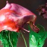 Джек Лонг и его цветы из брызг