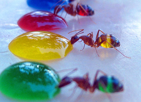 Прозрачные цветные муравьи