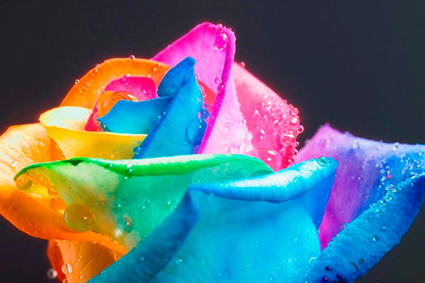 Роза окрашенная во все цвета радуги