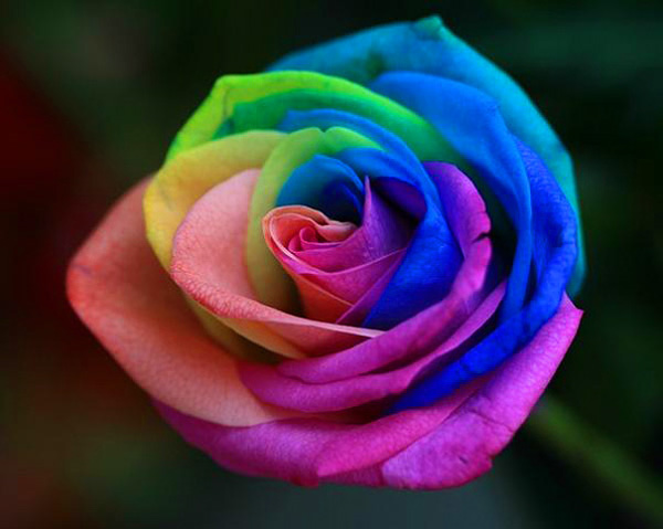 Роза окрашенная во все цвета радуги