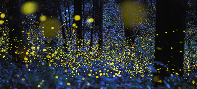 Сказочные фотографии золотых светлячков Юки Каро (7 фото)