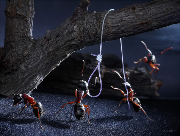 Фотограф Андрей Павлов и его муравьи