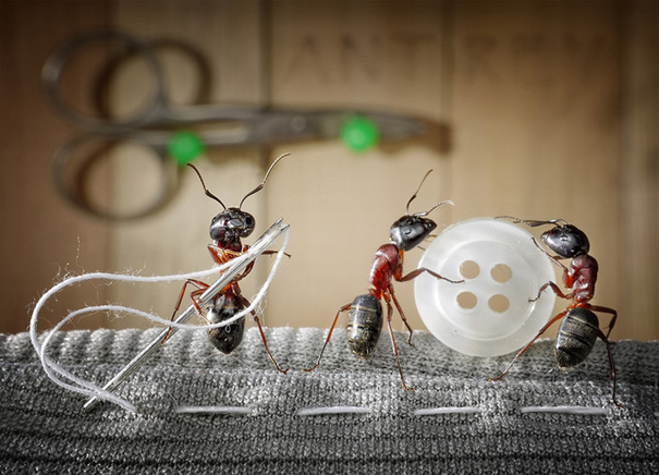 Фотограф Андрей Павлов и его муравьи