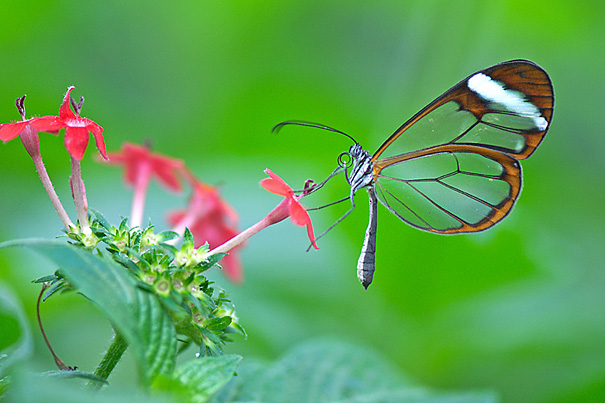 Стеклянная бабочка Грета Ото