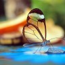 Красивая стеклянная бабочка Грета Ото