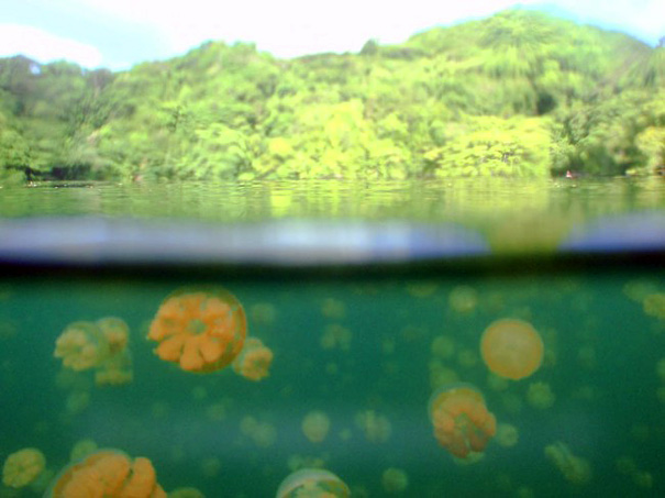 Озеро Медуз на Палау