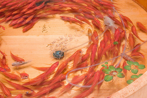 Рюсуке Фукахори и его трехмерные золотые рыбки