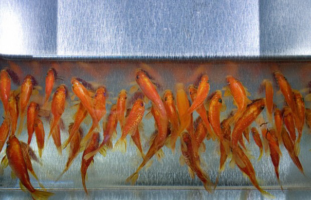 Рюсуке Фукахори и его трехмерные золотые рыбки