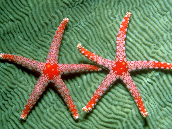 Морские звезды