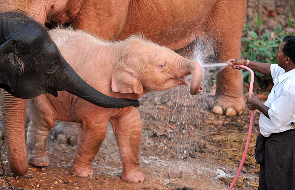 Розовые слоны Бирмы