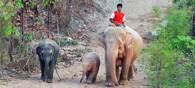 Розовые слоны Мьянмы (3 фото)