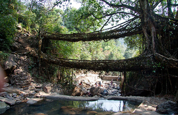 Живые мосты города Черапунджи