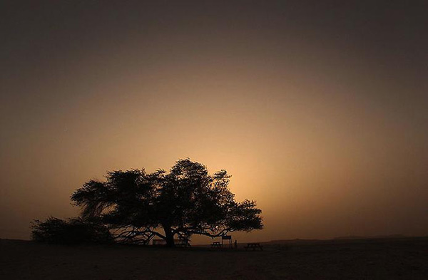 Дерево Жизни в Бахрейне