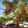 Дерево Жизни в Бахрейне