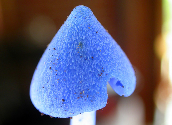 Голубой гриб Entoloma hochstetteri