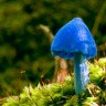 Удивительный голубой гриб Entoloma hochstetteri