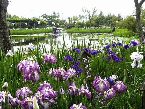 Водный сад ирисов в японском городе Савара