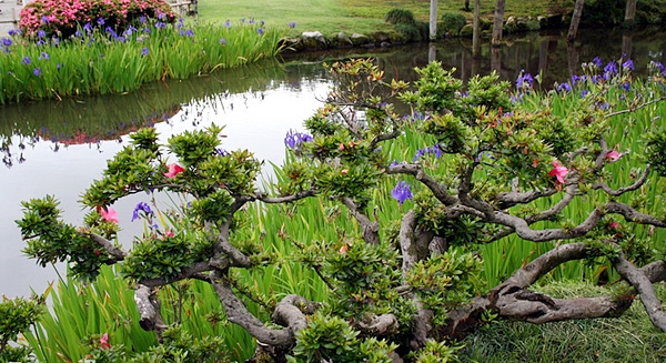Водный сад ирисов в японском городе Савара