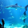 Аквариум Джорджии - самый большой аквариум в мире