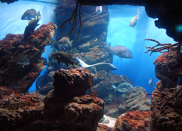L'Aquarium Barcelona в Барселоне