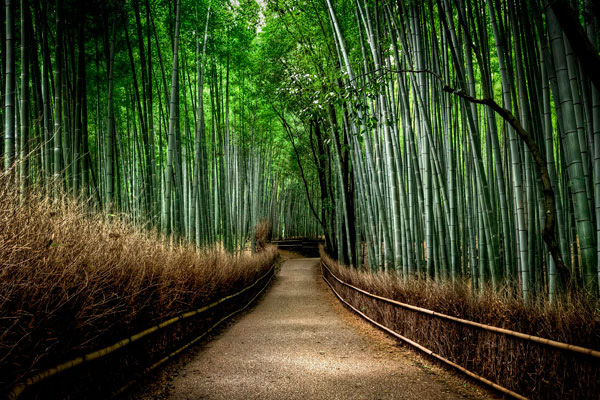Бамбуковый лес Сагано в Киото