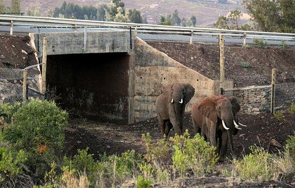 Мосты и тоннели для животных Экодуки