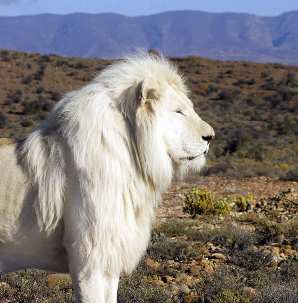 Легендарный белый лев