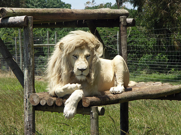 Легендарный белый лев