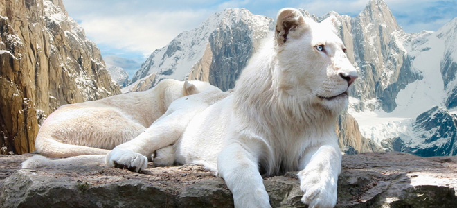 Легендарный белый лев (9 фото)