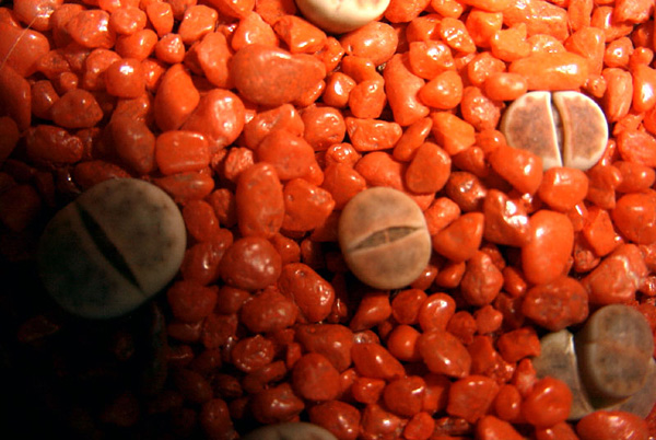 Удивительные живые камни литопсы (7)