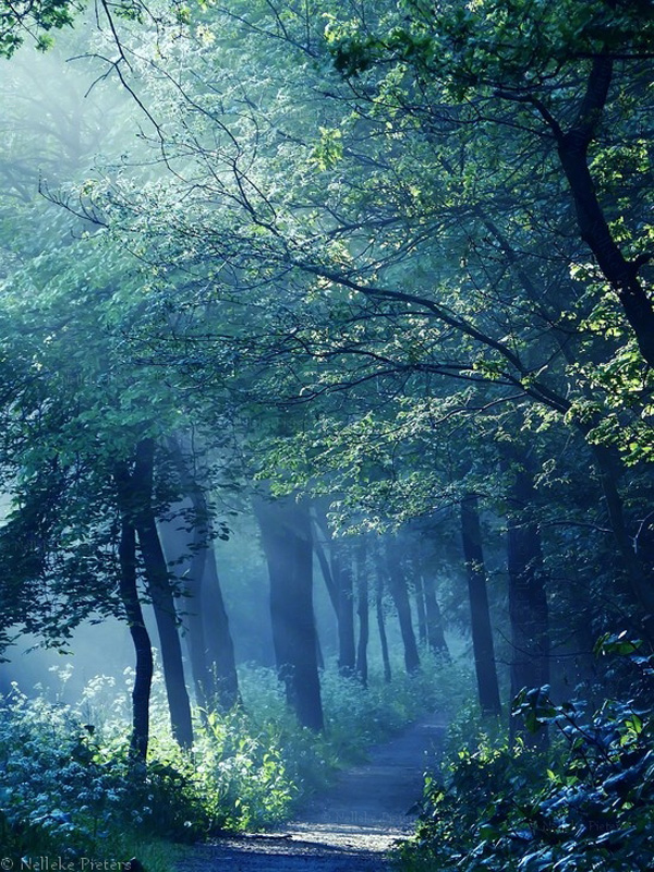 Неллеке Питерс и ее чарующие лесные пейзажи