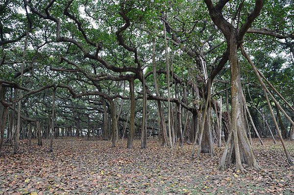Великий баньян - дерево с самой обширной кроной