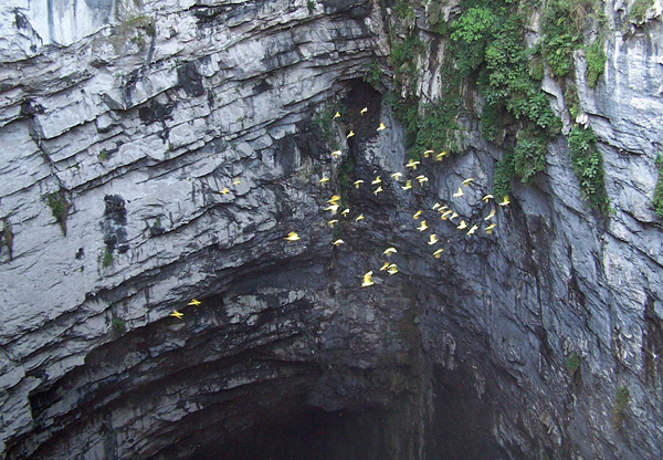 Пещера Ласточек в Мексике