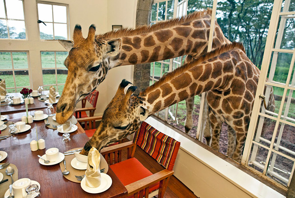 Поместье жирафа в Найроби