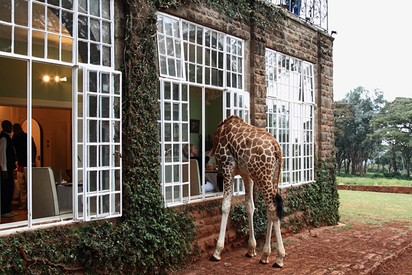 Поместье жирафа в Найроби