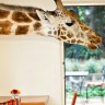 Поместье жирафа в Найроби (9 фото)