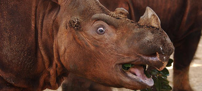 Суматранский носорог (5 фото)