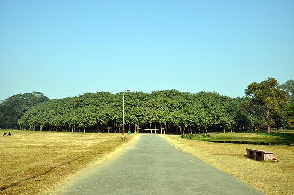 Великий баньян - дерево с самой обширной кроной