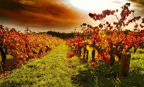 Красота виноградных плантаций