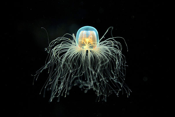 Бессмертная медуза Turritopsis nutricula