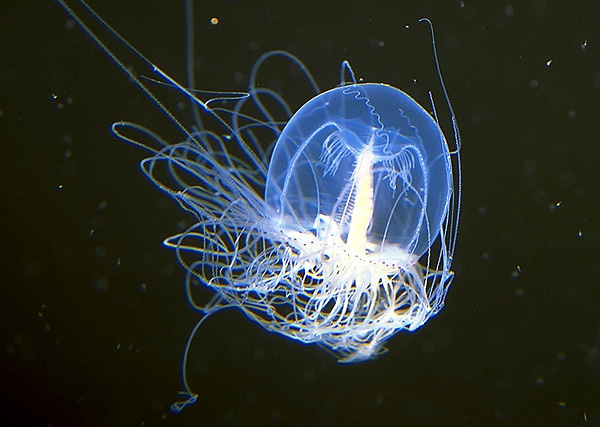 Бессмертная медуза Turritopsis nutricula