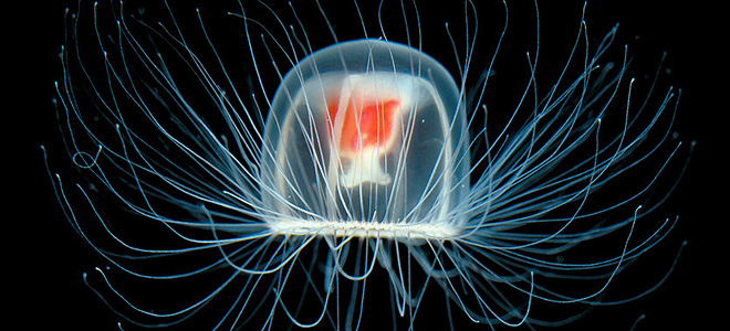 Бессмертная медуза Turritopsis nutricula (3 фото)