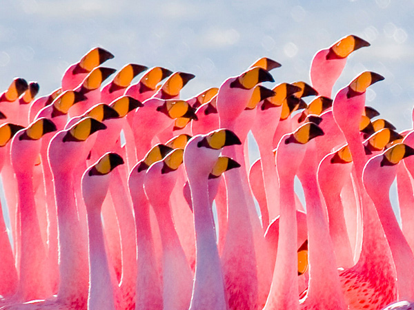 Фламинго изящные и необычные