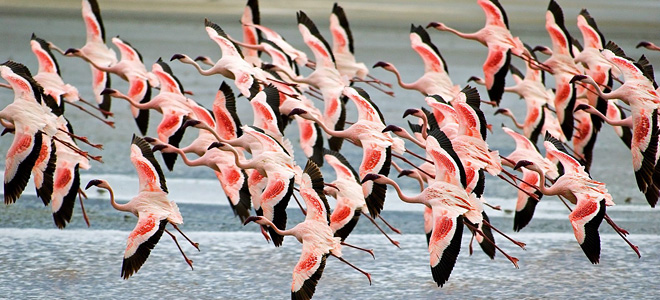 Фламинго — изящные и необычные (9 фото)