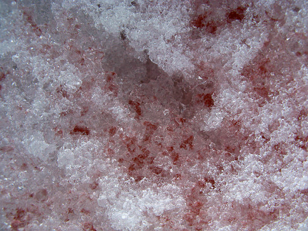 Красный арбузный снег