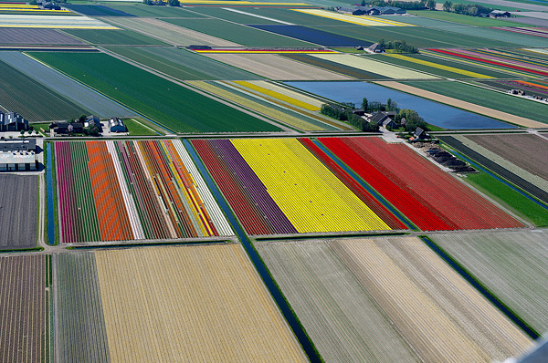 Поля тюльпанов в Голландии