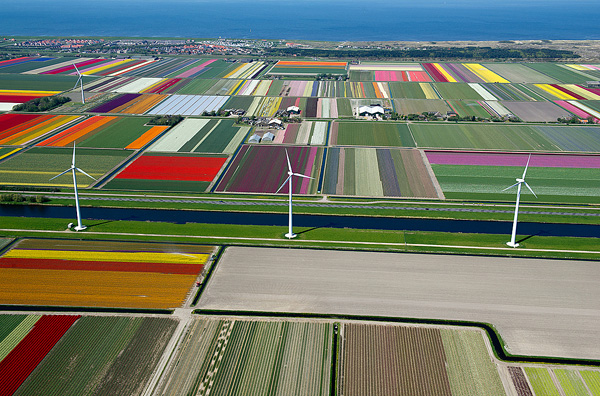Поля тюльпанов в Голландии