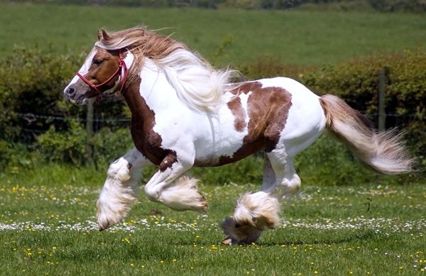 Лошади породы шайр - самые большие в мире