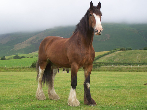 Лошади породы шайр - самые большие в мире