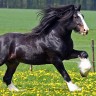 Cамая большая лошадь в мире
